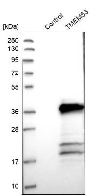 Western Blot: TMEM53 Antibody [NBP1-82124] - Analysis in control (vector only transfected HEK293T lysate) and TMEM53 over-expression lysate (Co-expressed with a C-terminal myc-DDK tag (3.1 kDa) in mammalian HEK293T cells).