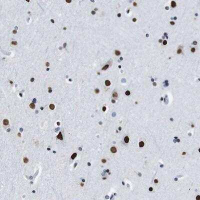 Immunohistochemistry-Paraffin TMEM55A Antibody - BSA Free