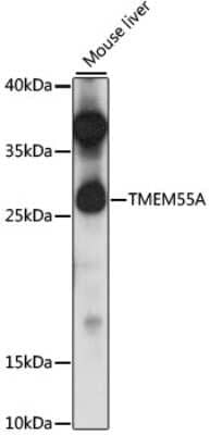 Western Blot TMEM55A Antibody - Azide and BSA Free
