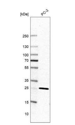 Western Blot: TMEM55B Antibody [NBP2-13453] - Analysis in human cell line PC-3.