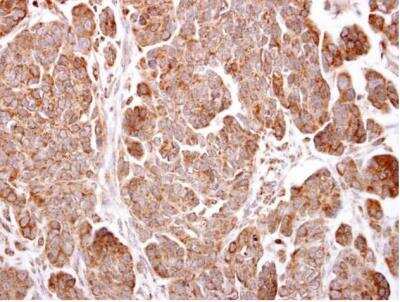 Immunohistochemistry-Paraffin TMEM59 Antibody