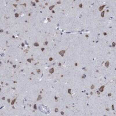 Immunohistochemistry-Paraffin: TMEM59 Antibody [NBP3-17950] - Staining of human cerebral cortex shows strong cytoplasmic positivity in neuronal cells.