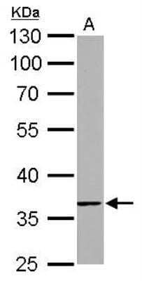 Western Blot: TMEM59 Antibody [NBP1-32303] - A. 50 ug rat kidney lysate/extract 10 % SDS-PAGETMEM59 antibody dilution: 1:1000