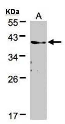 Western Blot TMEM59 Antibody