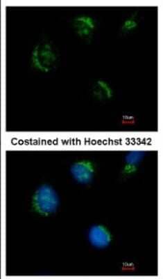 Immunocytochemistry/Immunofluorescence: TMEM59L Antibody [NBP2-20664] - Immunofluorescence analysis of methanol-fixed HeLa, using antibody at 1:500 dilution.