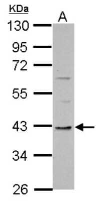 Western Blot: TMEM59L Antibody [NBP2-20664] - Sample (30 ug of whole cell lysate) A: Neuro2A 10% SDS PAGE gel, diluted at 1:500.