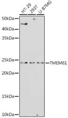 Western Blot: TMEM61 Antibody [NBP3-15958] - Western blot analysis of extracts of various cell lines, using TMEM61 antibody (NBP3-15958) at 1:1000 dilution. Secondary antibody: HRP Goat Anti-Rabbit IgG (H+L) at 1:10000 dilution. Lysates/proteins: 25ug per lane. Blocking buffer: 3% nonfat dry milk in TBST. Detection: ECL Basic Kit. Exposure time: 180s.