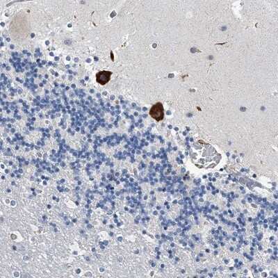 Immunohistochemistry-Paraffin TMEM63C Antibody - BSA Free