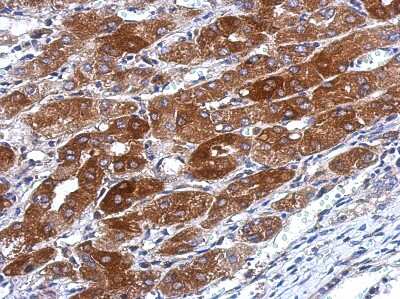 Immunohistochemistry-Paraffin TMEM66 Antibody