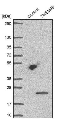 Western Blot: TMEM69 Antibody [NBP1-90713] - Analysis in control (vector only transfected HEK293T lysate) and TMEM69 over-expression lysate (Co-expressed with a C-terminal myc-DDK tag (3.1 kDa) in mammalian HEK293T cells).