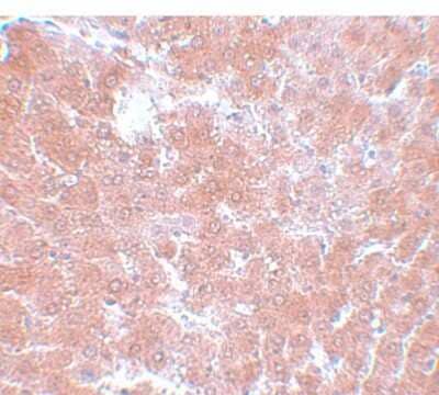Immunohistochemistry-Paraffin TMEM70 Antibody - BSA Free