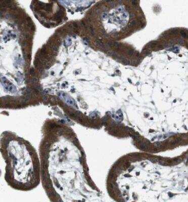Immunohistochemistry-Paraffin: TMEM74 Antibody [NBP1-83546] - Staining of human placenta shows strong cytoplasmic positivity in trophoblastic cells.