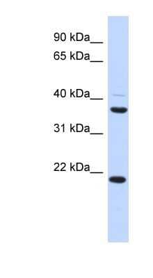 Western Blot TMEM74 Antibody - BSA Free