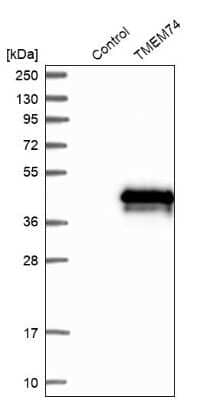 Western Blot TMEM74 Antibody - BSA Free