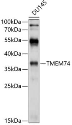 Western Blot: TMEM74 Antibody [NBP2-93467] - Analysis of extracts of DU145 cells, using TMEM74 at 1:1000 dilution.Secondary antibody: HRP Goat Anti-Rabbit IgG (H+L) at 1:10000 dilution.Lysates/proteins: 25ug per lane.Blocking buffer: 3% nonfat dry milk in TBST.Detection: ECL Basic Kit .Exposure time