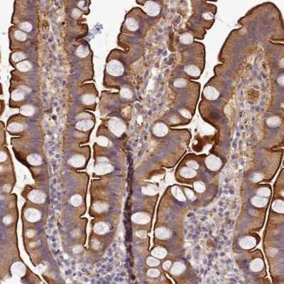 Immunohistochemistry-Paraffin: TMEM74B Antibody [NBP1-94038] - Staining of human small intestine shows strong cytoplasmic and membranous positivity in glandular cells.