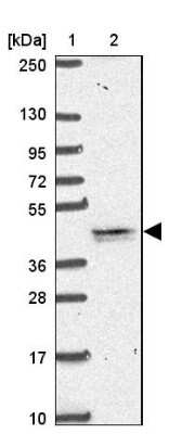 Western Blot: TMEM79 Antibody [NBP2-47601] - Lane 1: Marker  [kDa] 250, 130, 95, 72, 55, 36, 28, 17, 10.  Lane 2: Human cell line RT-4