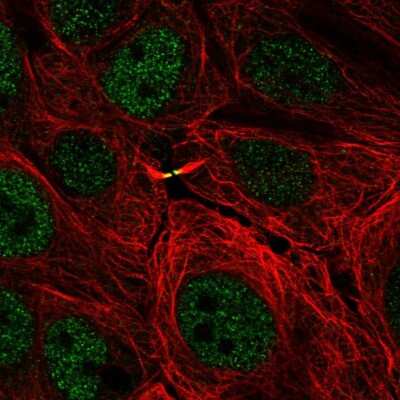 Immunocytochemistry/ Immunofluorescence TMEM8 Antibody - BSA Free
