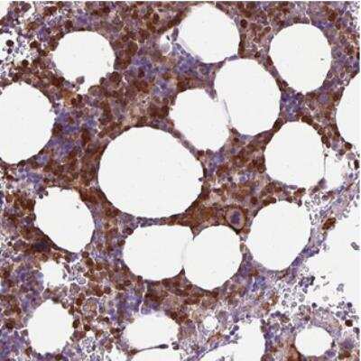 Immunohistochemistry TMEM8 Antibody - BSA Free