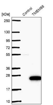 Western Blot: TMEM88 Antibody [NBP2-13457] - Analysis in control (vector only transfected HEK293T lysate) and TMEM88 over-expression lysate (Co-expressed with a C-terminal myc-DDK tag (3.1 kDa) in mammalian HEK293T cells).