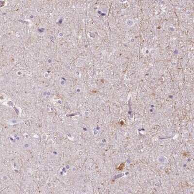 Immunohistochemistry-Paraffin: TMEM88B Antibody [NBP2-38078] - Staining of human cerebral cortex shows high expression.
