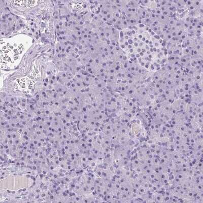 Immunohistochemistry-Paraffin: TMEM88B Antibody [NBP2-38078] - Staining of human pancreas shows low expression as expected.