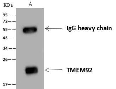 Immunoprecipitation TMEM92 Antibody - BSA Free