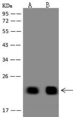 Western Blot TMEM92 Antibody - BSA Free