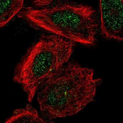 Immunocytochemistry/ Immunofluorescence TMEM93 Antibody - BSA Free