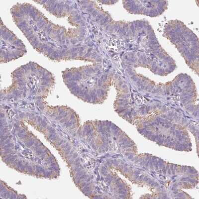 Immunohistochemistry-Paraffin TMEM93 Antibody - BSA Free