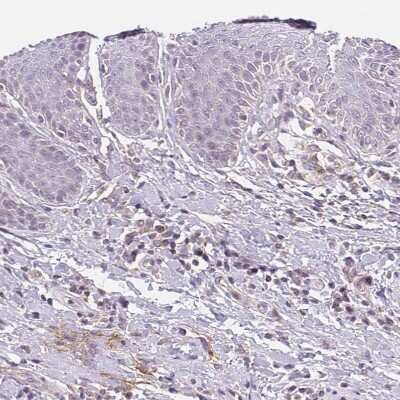 Immunohistochemistry-Paraffin TMEM93 Antibody - BSA Free