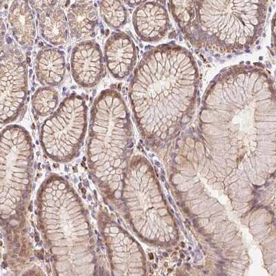 Immunohistochemistry-Paraffin TMEM93 Antibody - BSA Free