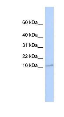 Western Blot TMEM93 Antibody - BSA Free