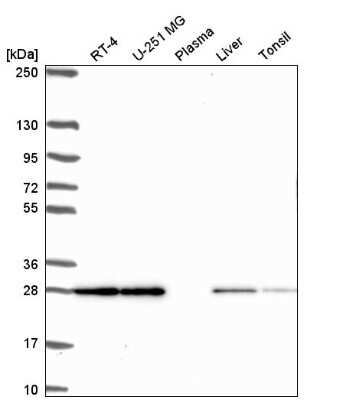 Western Blot TMEM98 Antibody - BSA Free