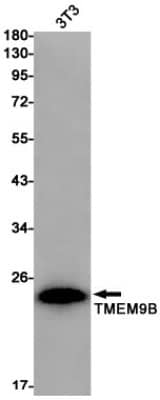 Western Blot: TMEM9B Antibody (S02-9C6) [NBP3-19790] - Western blot detection of TMEM9B in 3T3 cell lysates using NBP3-19790 (1:1000 diluted). Predicted band size: 23kDa. Observed band size: 23kDa.