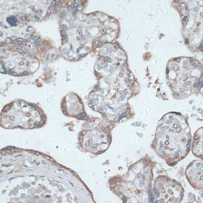 Immunohistochemistry-Paraffin: TMEPAI Antibody [NBP2-94649] - Paraffin-embedded human placenta using TMEPAI .