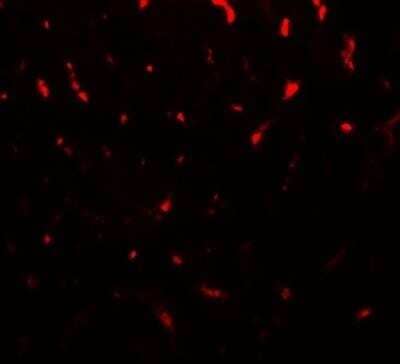 Immunocytochemistry/Immunofluorescence: TMIGD1 Antibody [NBP2-81844] - Immunofluorescence of TMIGD1 in mouse liver tissue with TMIGD1 antibody at 20 ug/mL.