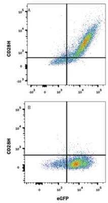 Flow Cytometry: TMIGD2 Antibody (953730) - Azide Free [MAB83161] - Detection of TMIGD2 in HEK293 Human Cell Line Transfected with Human TMIGD2 and eGFP by Flow Cytometry. HEK293 human embryonic kidney cell line transfected with either (A) human TMIGD2 or (B) irrelevant transfectants and eGFP was stained with Mouse Anti-Human TMIGD2 Monoclonal Antibody (Catalog # MAB83161) followed by Allophycocyanin-conjugated Anti-Mouse IgG Secondary Antibody (Catalog # F0101B). Quadrant markers were set based on control antibody staining (Catalog # MAB0041).