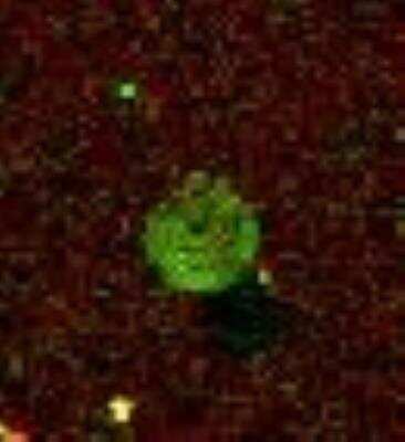 Microarray: TMPRSS11E Antibody [45460002] - Antibody was printed on custom arrays and incubated with fluorescently labeled human EDTA plasma. Microarray image submitted by a verified customer review.