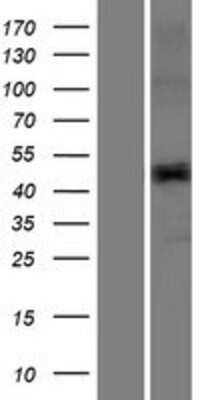 Western Blot: TMPRSS11E Overexpression Lysate (Adult Normal) [NBP2-07384] Left-Empty vector transfected control cell lysate (HEK293 cell lysate); Right -Over-expression Lysate for TMPRSS11E.