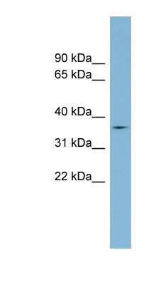 Western Blot TMPRSS12 Antibody - BSA Free
