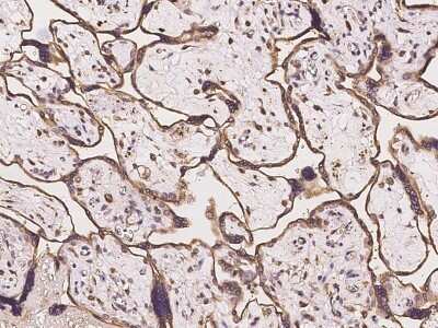 Immunohistochemistry-Paraffin: TMPRSS4 Antibody [NBP2-97970] - Staining of human TMPRSS4 in human placenta with rabbit polyclonal antibody at 1:100 dilution.
