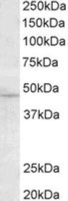 Western Blot: TMPRSS4 Antibody [NBP1-20985] - Staining lysates of cell line HEK293 (35 ug protein in RIPA buffer). Antibody at 0.5 ug/mL. Detected by chemiluminescence. The observed molecular weight is represented by the band appearing at 48 kDa.