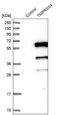 Western Blot: TMPRSS4 Antibody [NBP1-82608] - Analysis in control (vector only transfected HEK293T lysate) and TMPRSS4 over-expression lysate (Co-expressed with a C-terminal myc-DDK tag (3.1 kDa) in mammalian HEK293T cells). The theoretical molecular weight of TMPRSS4 Antibody is 48 kDa.