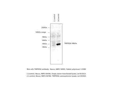 Western Blot: TMPRSS4 Overexpression Lysate [NBP2-04784] - (Native) [NBP2-04784] - TMPRSS4 detection with empty vector and overexpression lysate. Image from verified customer review. The observed molecular weight is represented by the band at approximately 48 kDa.