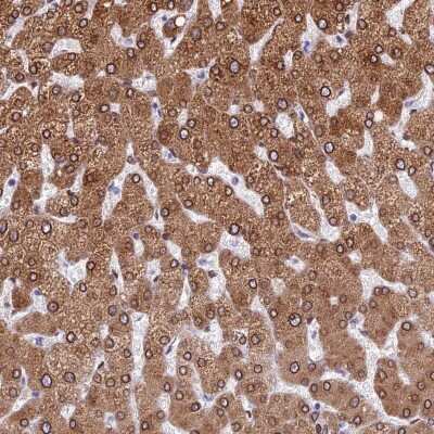 Immunohistochemistry-Paraffin TMPRSS7 Antibody - BSA Free