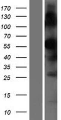 Western Blot: TMPRSS7 Overexpression Lysate (Adult Normal) [NBP2-08388] Left-Empty vector transfected control cell lysate (HEK293 cell lysate); Right -Over-expression Lysate for TMPRSS7.