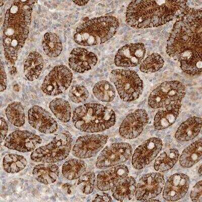 Immunohistochemistry-Paraffin: TMTC2 Antibody [NBP1-84093] - Staining of human duodenum shows strong cytoplasmic positivity in glandular cells.