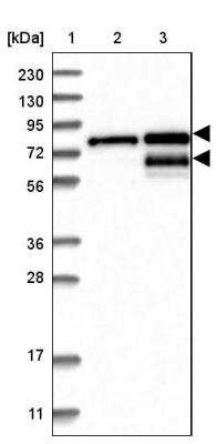 Western Blot: TMTC2 Antibody [NBP1-85027] - Lane 1: Marker  [kDa] 230, 130, 95, 72, 56, 36, 28, 17, 11.  Lane 2: Human cell line RT-4.  Lane 3: Human cell line U-251MG sp
