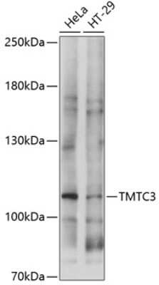 Western Blot: TMTC3 Antibody [NBP3-05133] - Analysis of extracts of various cell lines, using TMTC3 antibody at 1:1000 dilution. Secondary antibody: HRP Goat Anti-Rabbit IgG (H+L) at 1:10000 dilution. Lysates/proteins: 25ug per lane. Blocking buffer: 3% nonfat dry milk in TBST. Detection: ECL Basic Kit